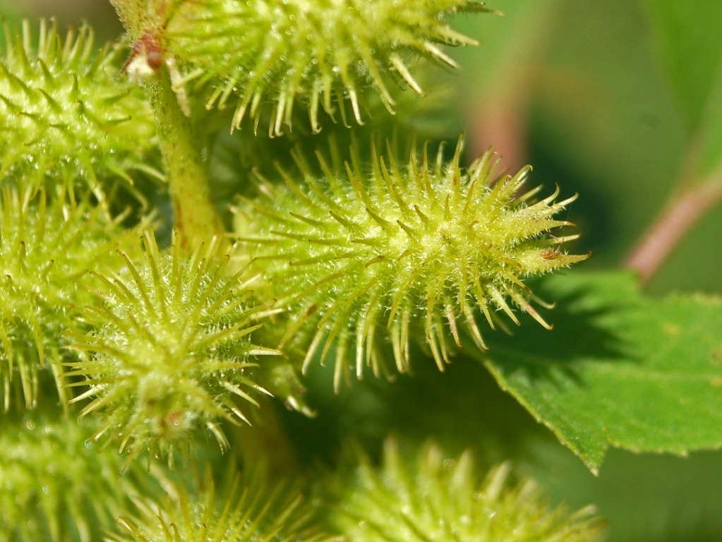 Xanthium italicum / Nappola italiana